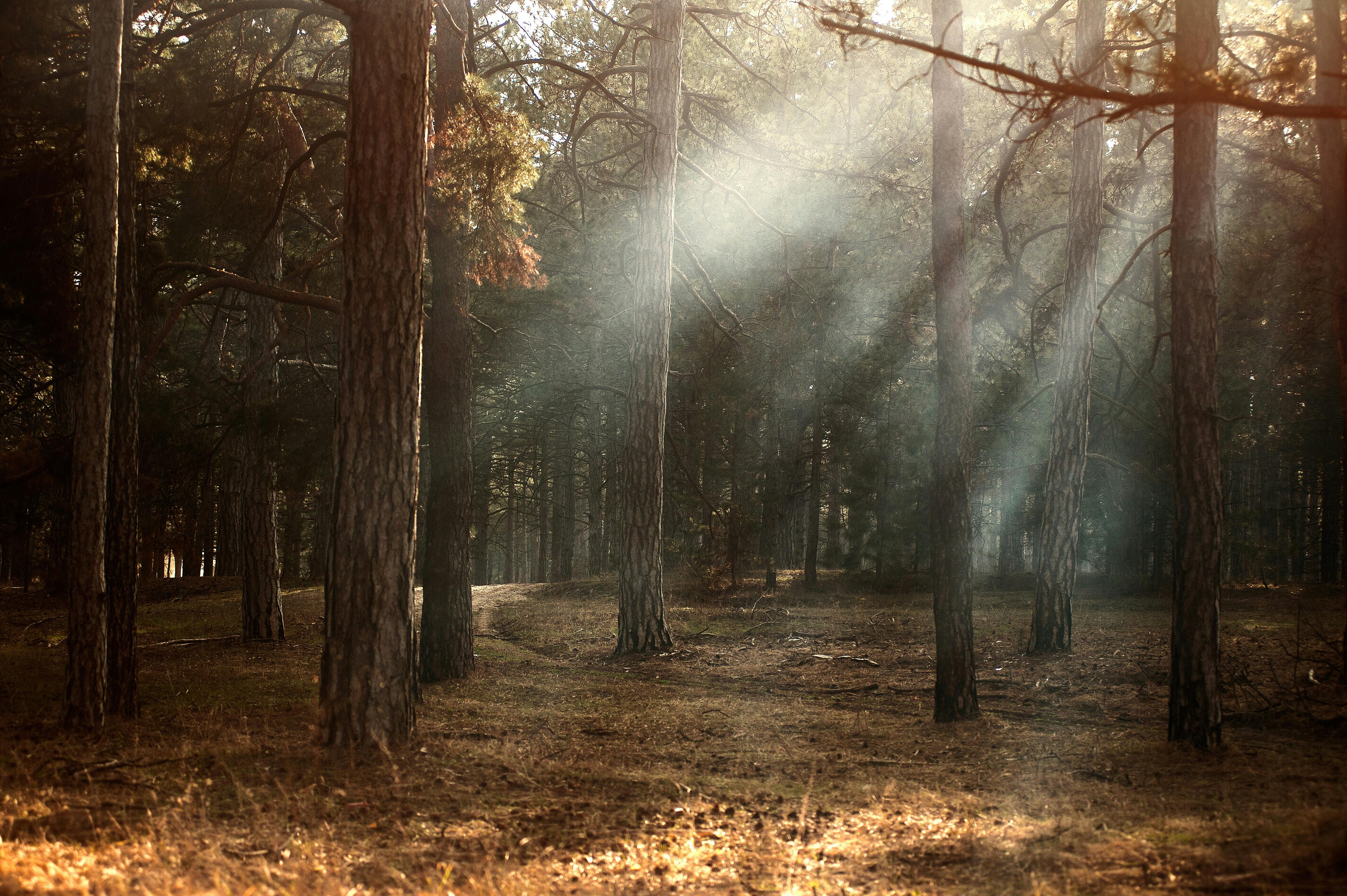 Sunlight streaming through foggy woodland in autumn, Kherson, Ukraine.