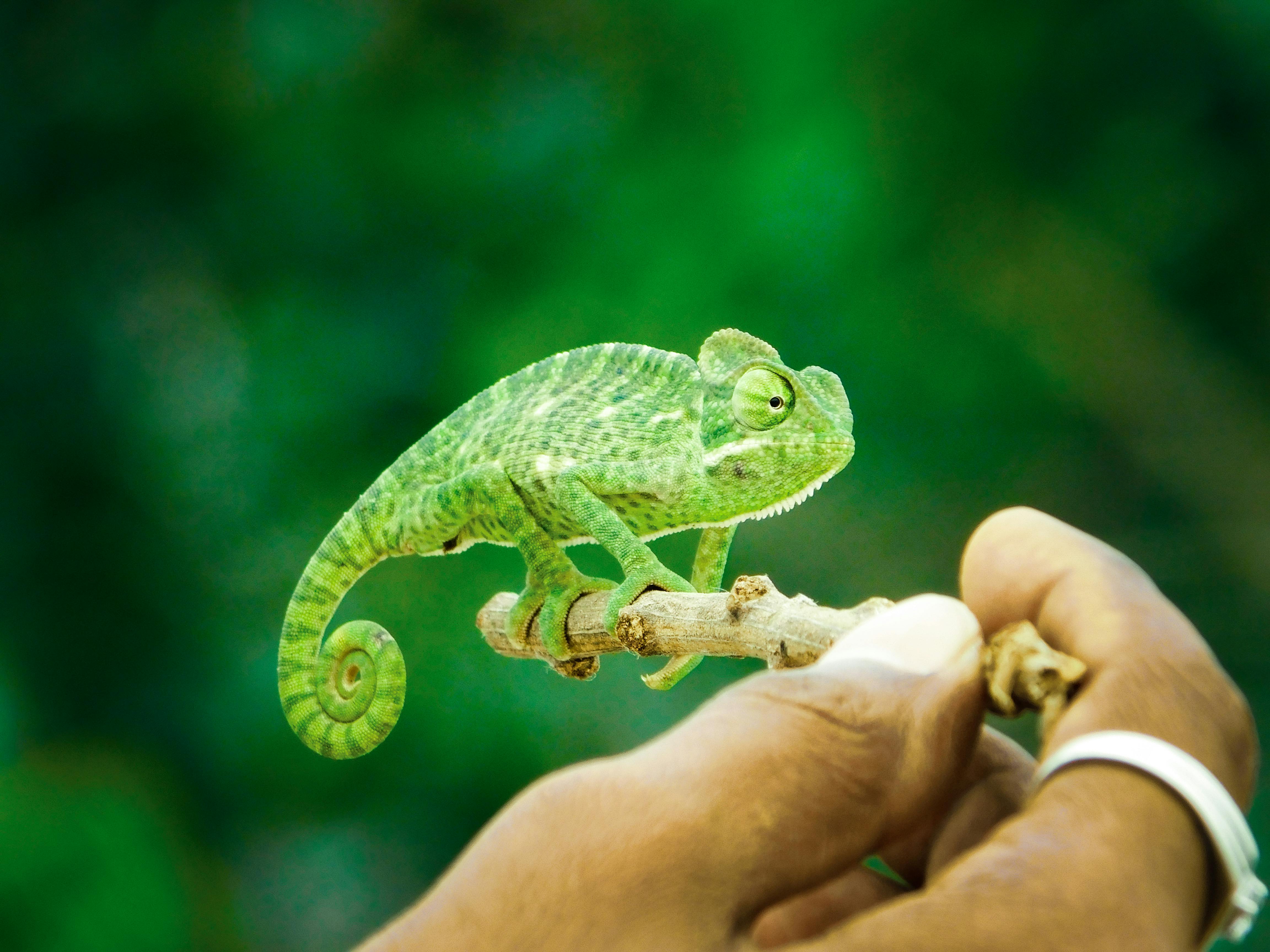 Close-up of a green chameleon perched on a hand, showcasing its vivid color and texture.